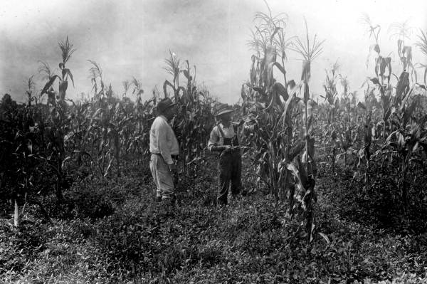 In a black and white photo, two men stand in a field of crops that are taller than them. Both men are wearing hats.